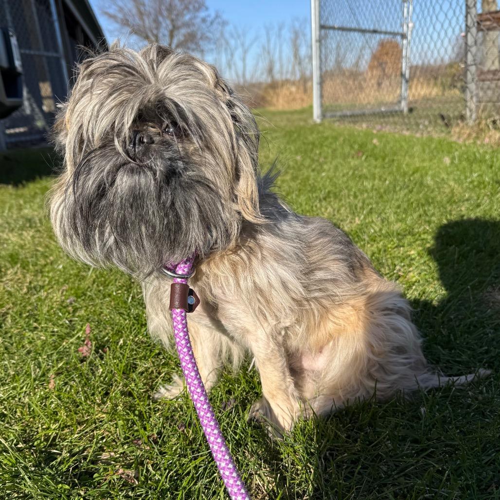 Gizmo, a Adoptable mixed breed in Brookfield, WI image 1/6