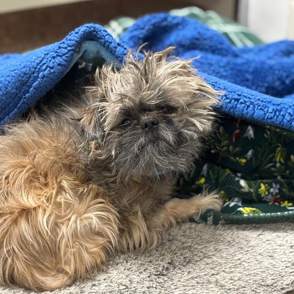 Gizmo, a Adoptable mixed breed in Brookfield, WI image 2/6