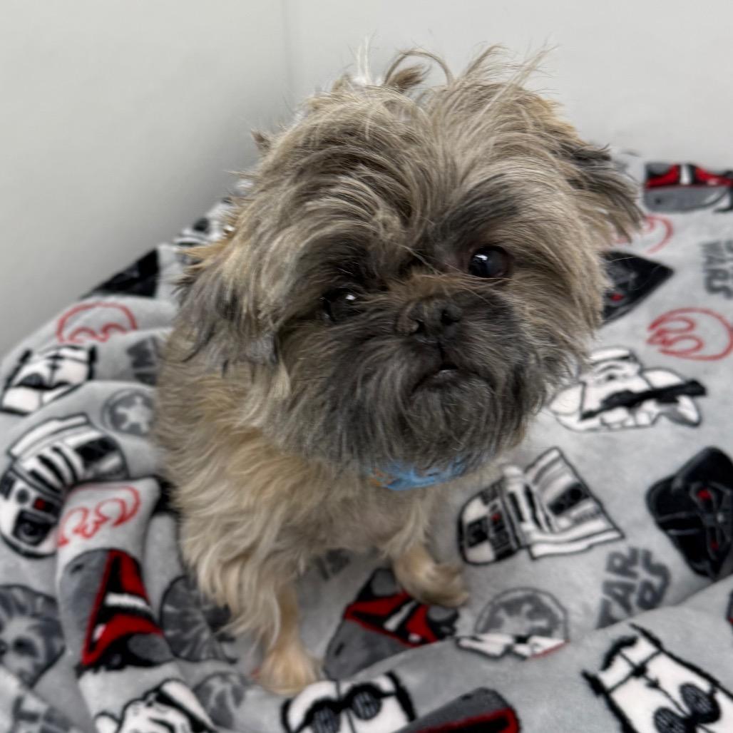 Gizmo, a Adoptable mixed breed in Brookfield, WI image 3/6