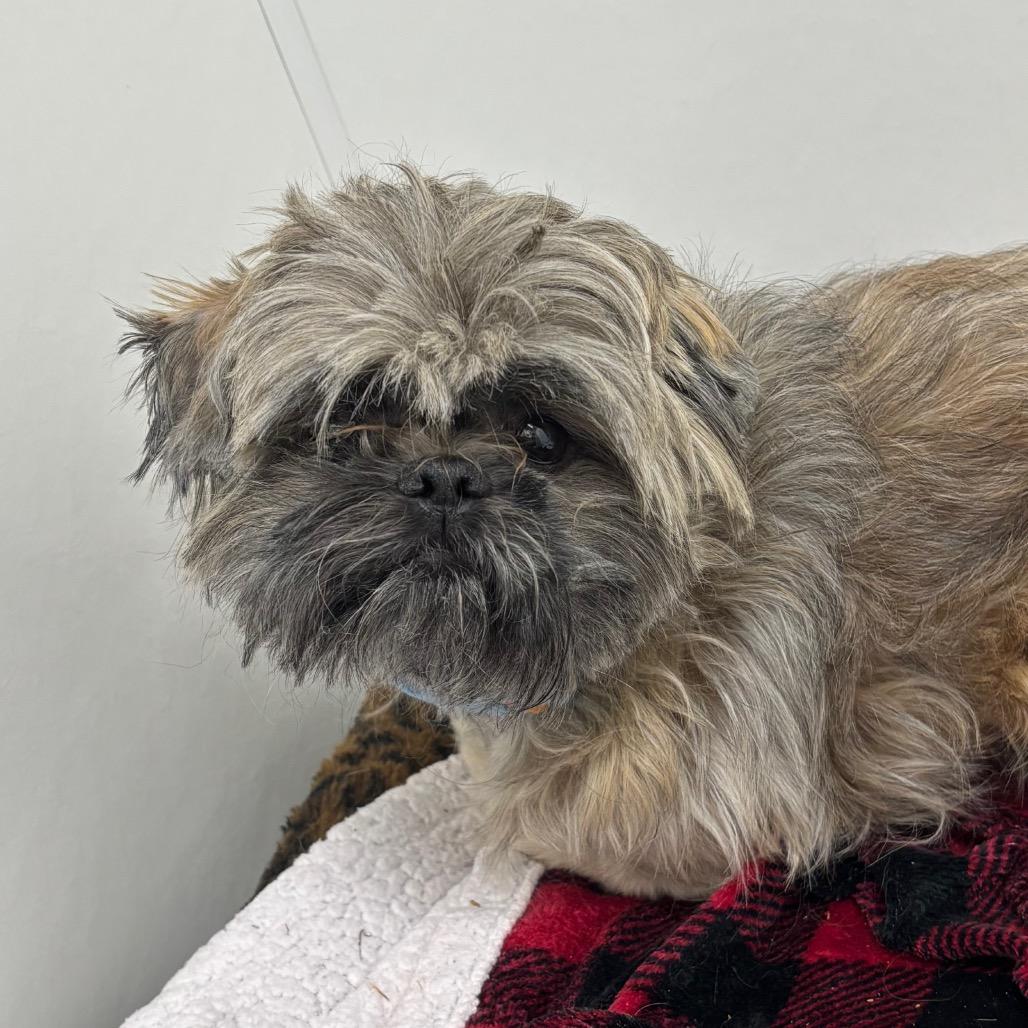 Gizmo, a Adoptable mixed breed in Brookfield, WI image 4/6