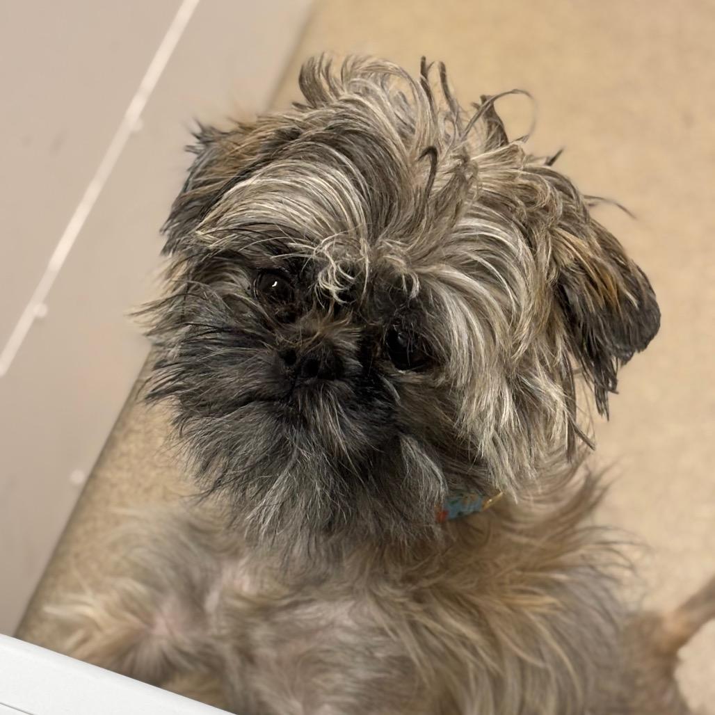 Gizmo, a Adoptable mixed breed in Brookfield, WI image 5/6