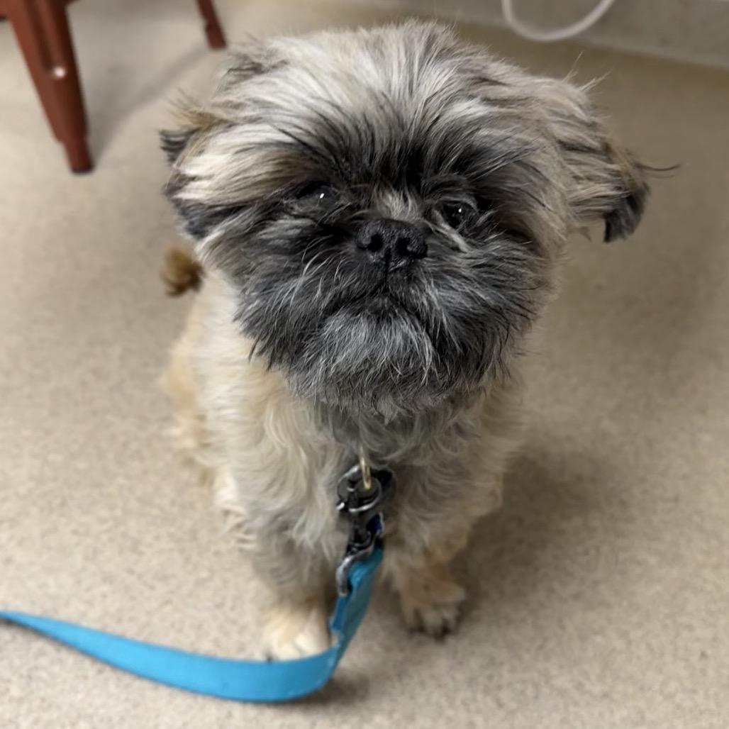 Gizmo, a Adoptable mixed breed in Brookfield, WI image 6/6