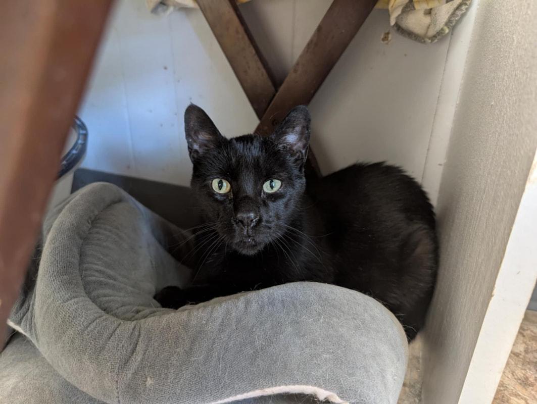 Enlarge Chuck, a Adoptable Domestic Short Hair in Kalamazoo, MI image 1/1