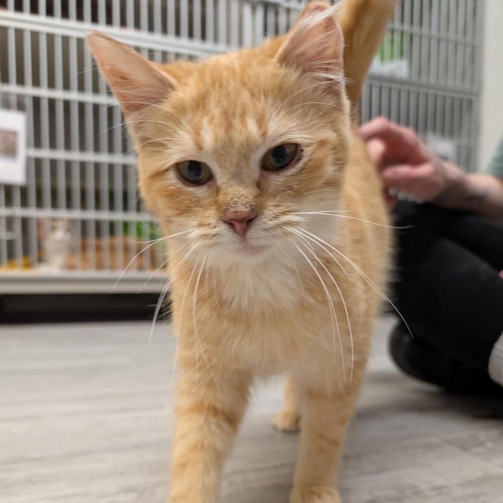 Tangerine, Adoptable, Young Female Domestic Medium Hair.