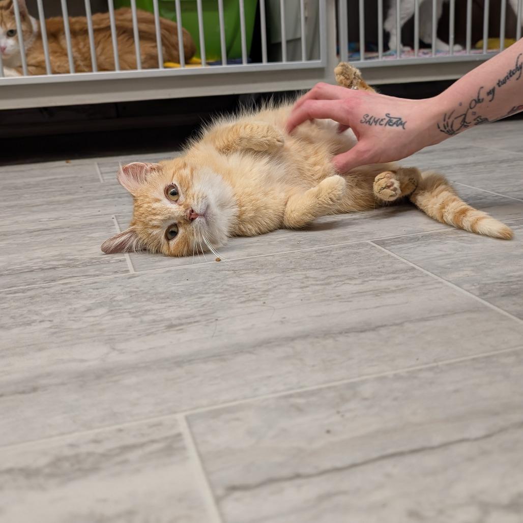 Enlarge Tangerine, a Adoptable Domestic Medium Hair in Milford, IA image 2/6