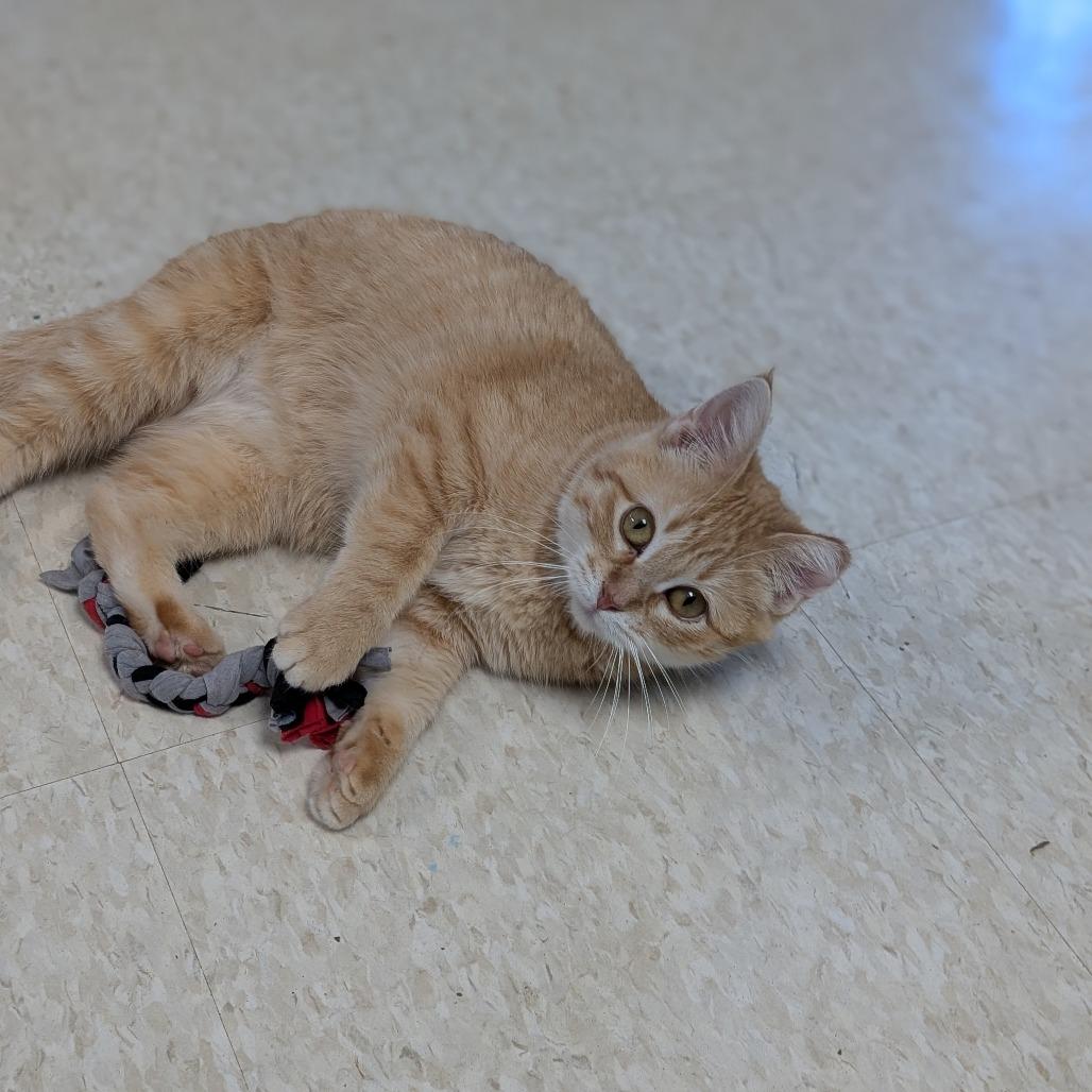 Enlarge Tangerine, a Adoptable Domestic Medium Hair in Milford, IA image 3/6