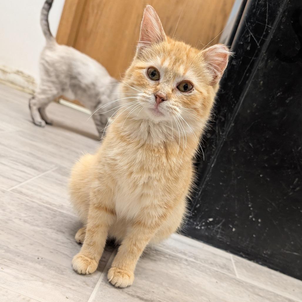 Enlarge Tangerine, a Adoptable Domestic Medium Hair in Milford, IA image 4/6