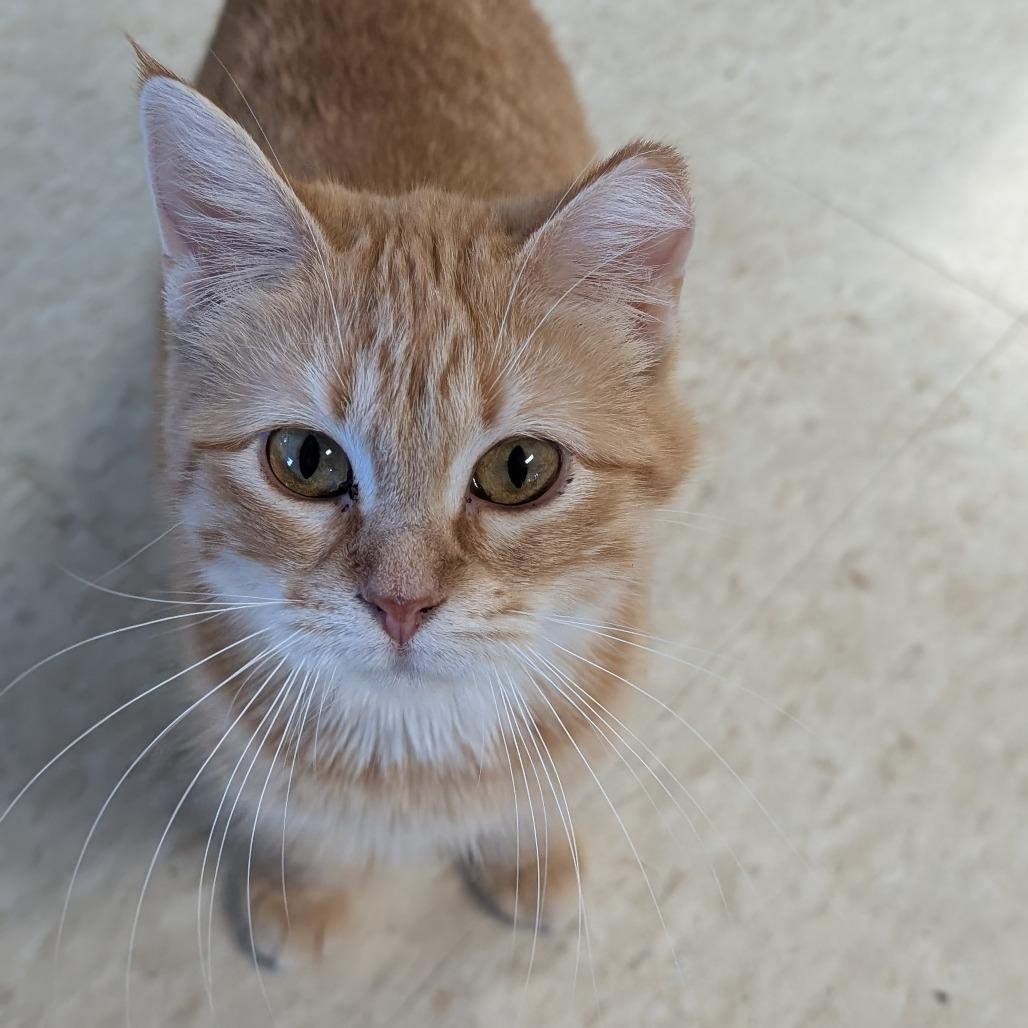 Enlarge Tangerine, a Adoptable Domestic Medium Hair in Milford, IA image 5/6