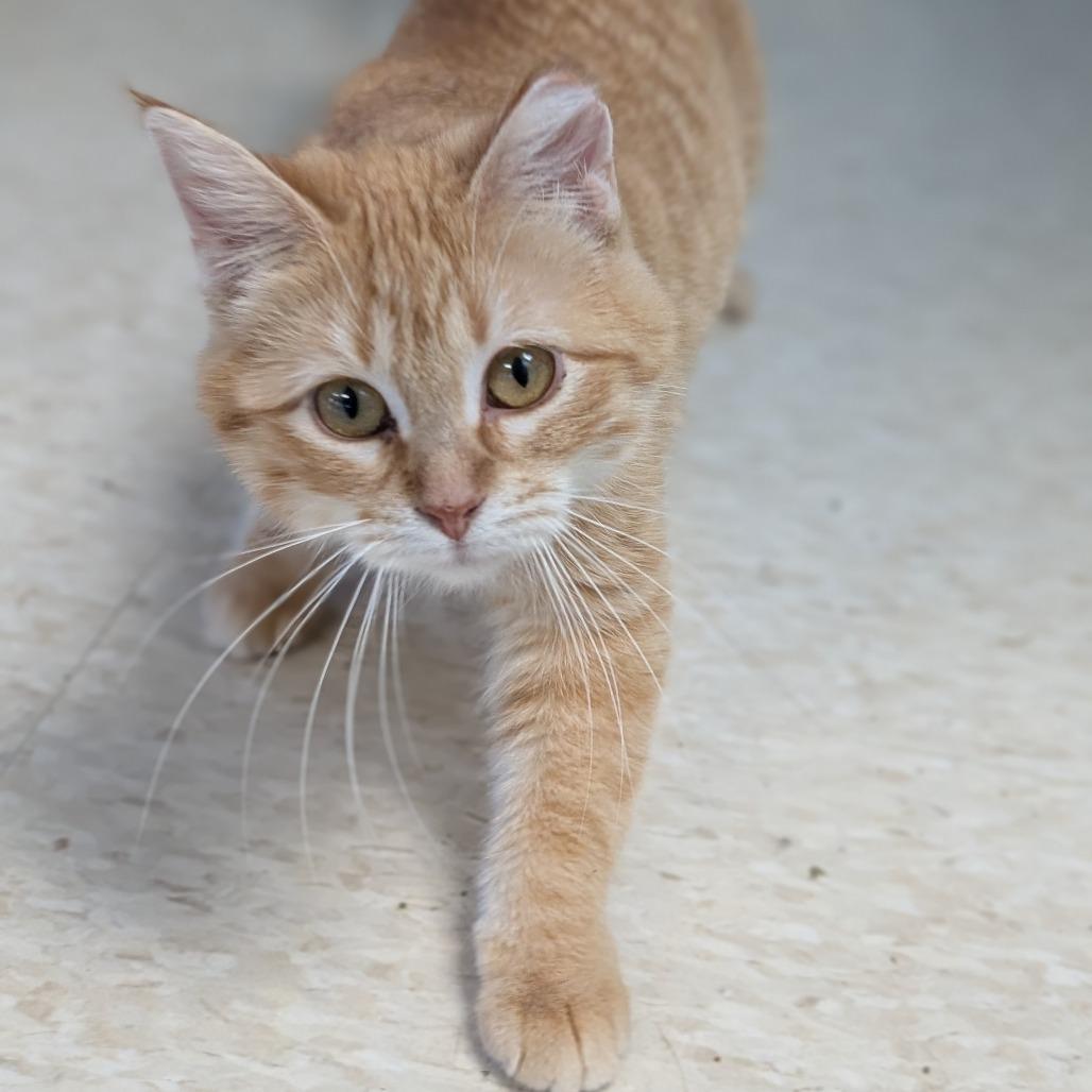 Enlarge Tangerine, a Adoptable Domestic Medium Hair in Milford, IA image 6/6