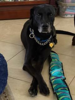 Bruno, Adopted, Adult Male Labrador Retriever.