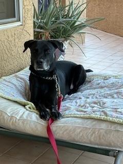 Enlarge Bruno, a Adopted mixed breed in Puerto Penasco, SON image 2/2