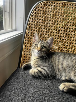 Henri, Adopted, Kitten Male American Shorthair.