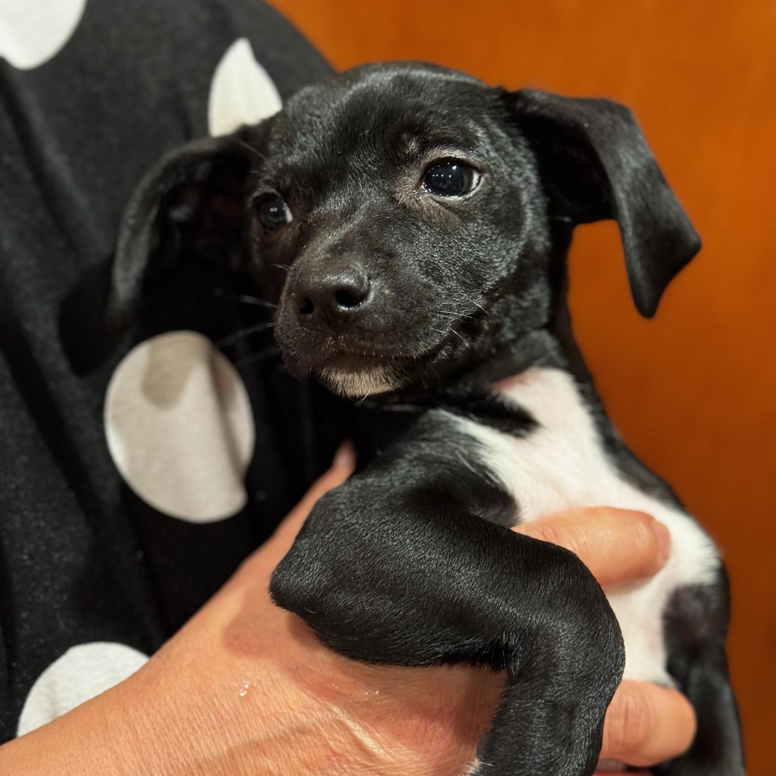 Enlarge Rip, a Adopted mixed breed in Seal Beach, CA image 4/6