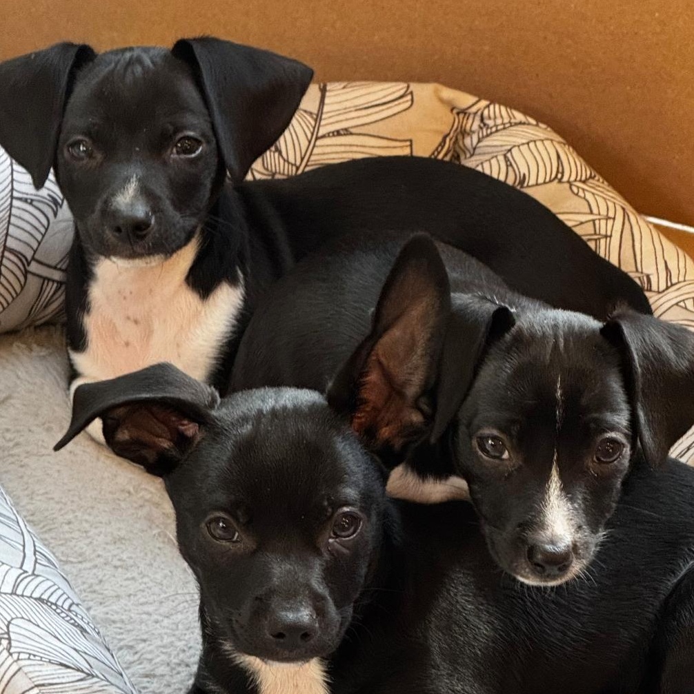 Rip, Adopted, Puppy Male Dachshund.