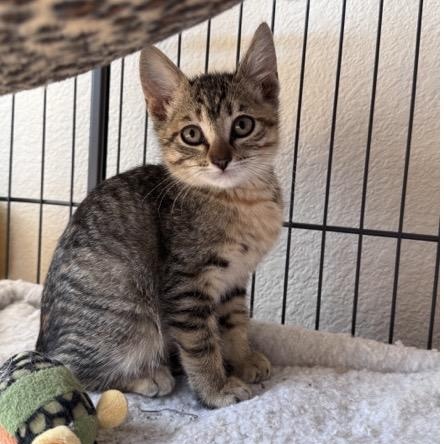 Della, ADOPTABLE, Kitten Female Domestic Short Hair.