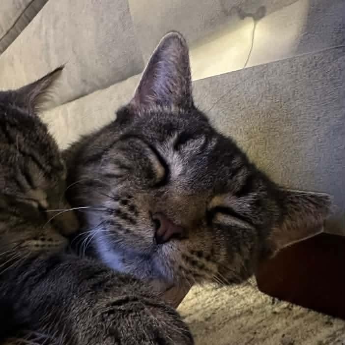 Enlarge Cinnamon- Professional Lounger, a Adoptable Tabby in Kentwood, MI image 4/6