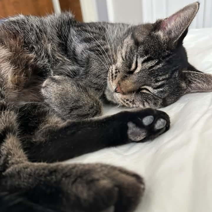 Enlarge Cinnamon- Professional Lounger, a Adoptable Tabby in Kentwood, MI image 2/6