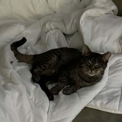 Enlarge Cinnamon- Professional Lounger, a Adoptable Tabby in Kentwood, MI image 5/6