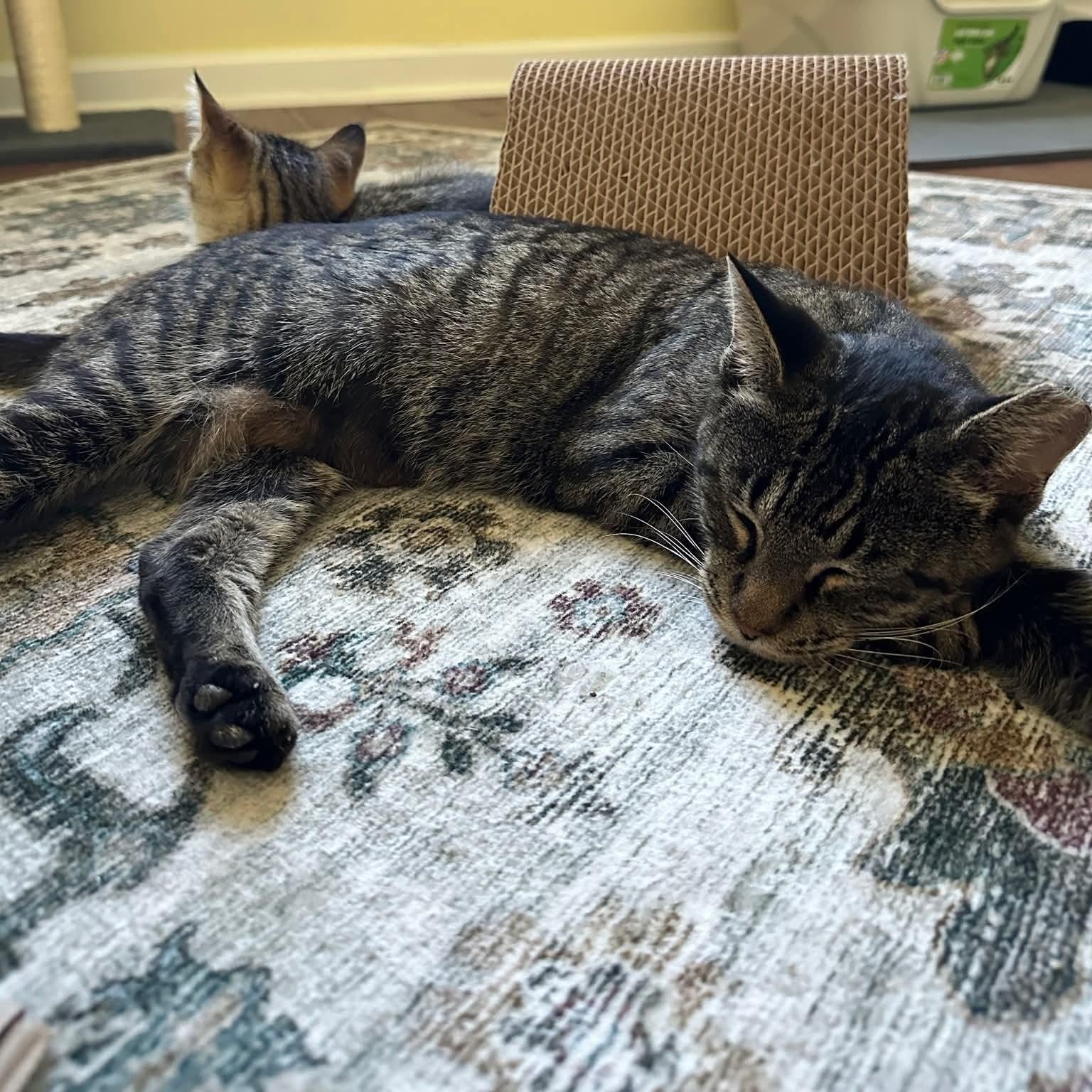 Enlarge Cinnamon, a Adoptable Tabby in Kentwood, MI image 3/5