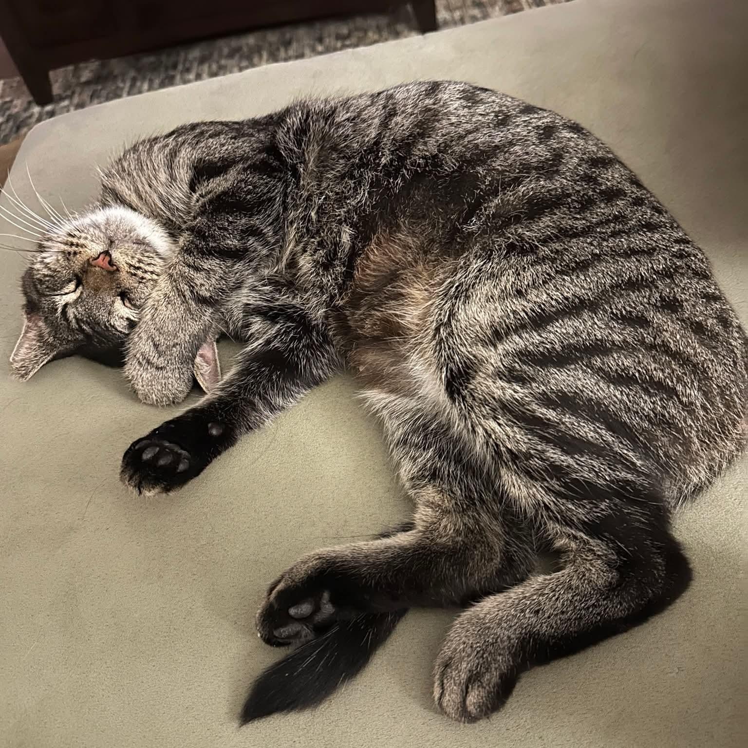 Enlarge Cinnamon, a Adoptable Tabby in Kentwood, MI image 1/5