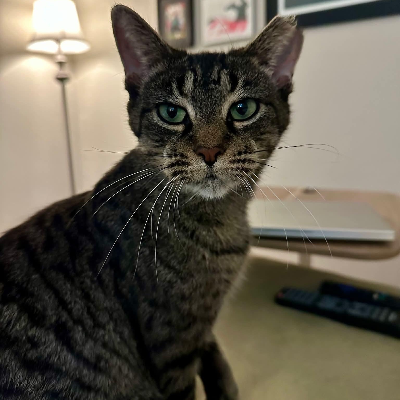 Enlarge Cinnamon, a Adoptable Tabby in Kentwood, MI image 2/5