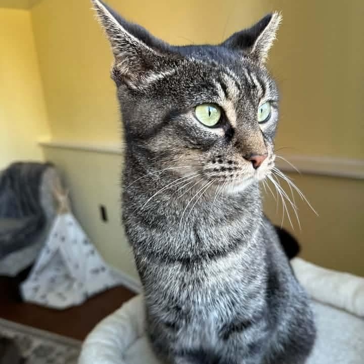 Enlarge Cinnamon- Professional Lounger, a Adoptable Tabby in Kentwood, MI image 6/6