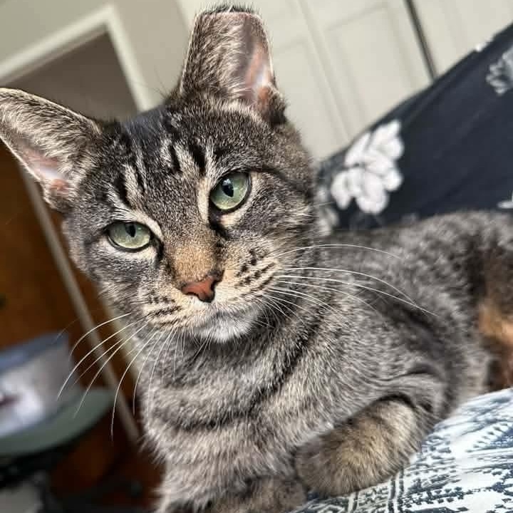 Enlarge Cinnamon- Professional Lounger, a Adoptable Tabby in Kentwood, MI image 1/6
