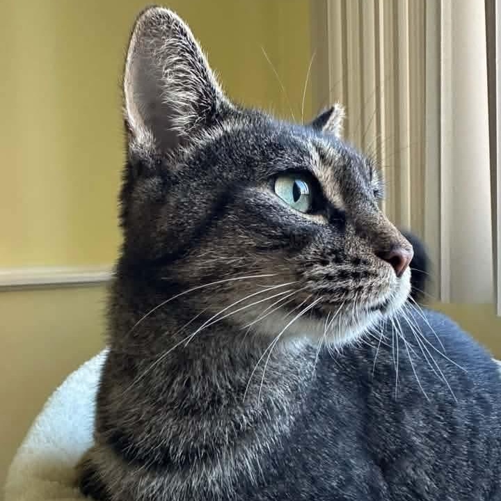 Enlarge Cinnamon- Professional Lounger, a Adoptable Tabby in Kentwood, MI image 3/6