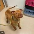 Banks, ADOPTABLE, Young Male Pit Bull Terrier.