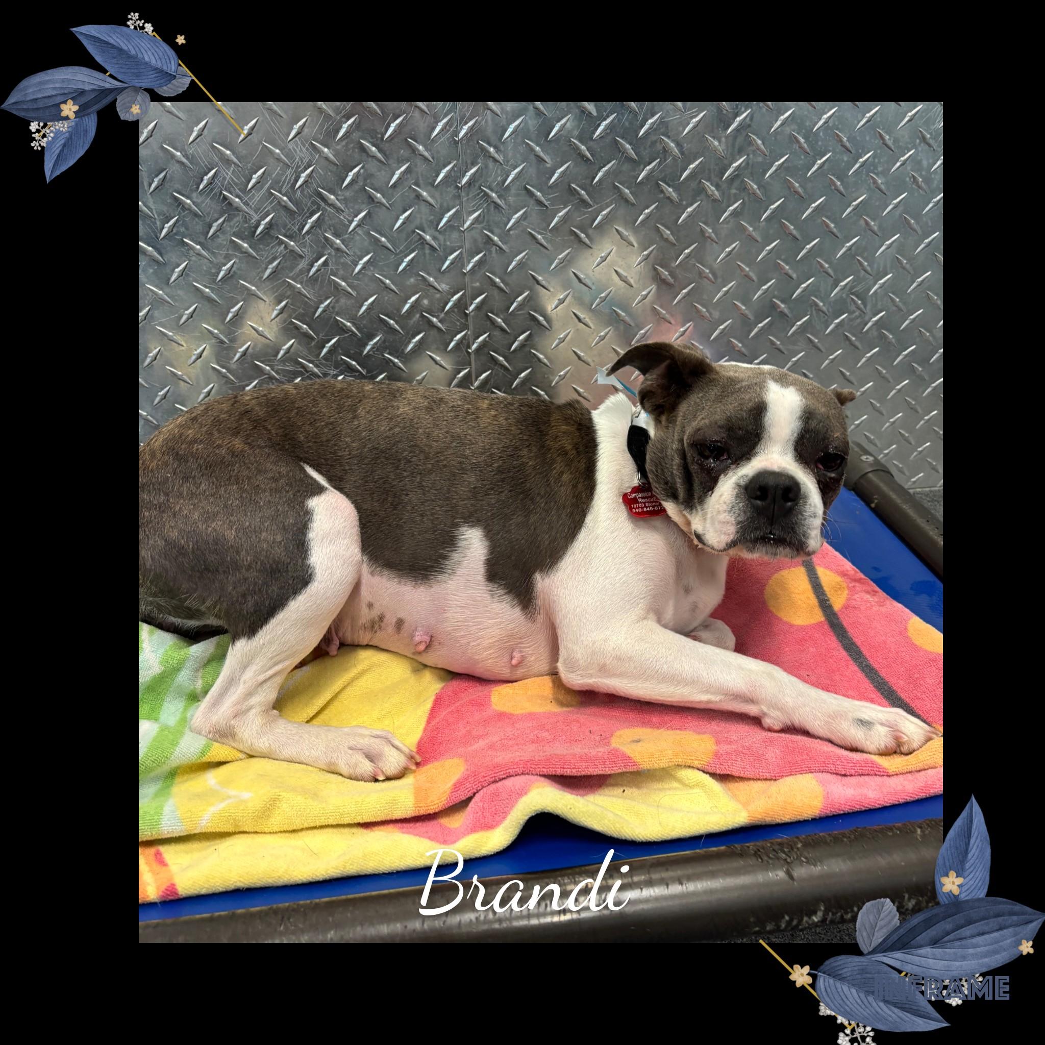 Enlarge Brandi, an adopted Boston Terrier in Fredericksburg, VA image 1/5