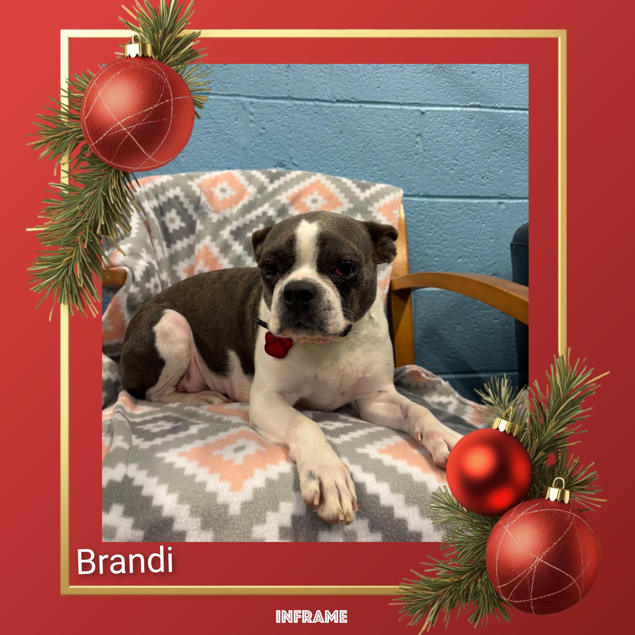 Enlarge Brandi, an adopted Boston Terrier in Fredericksburg, VA image 2/5