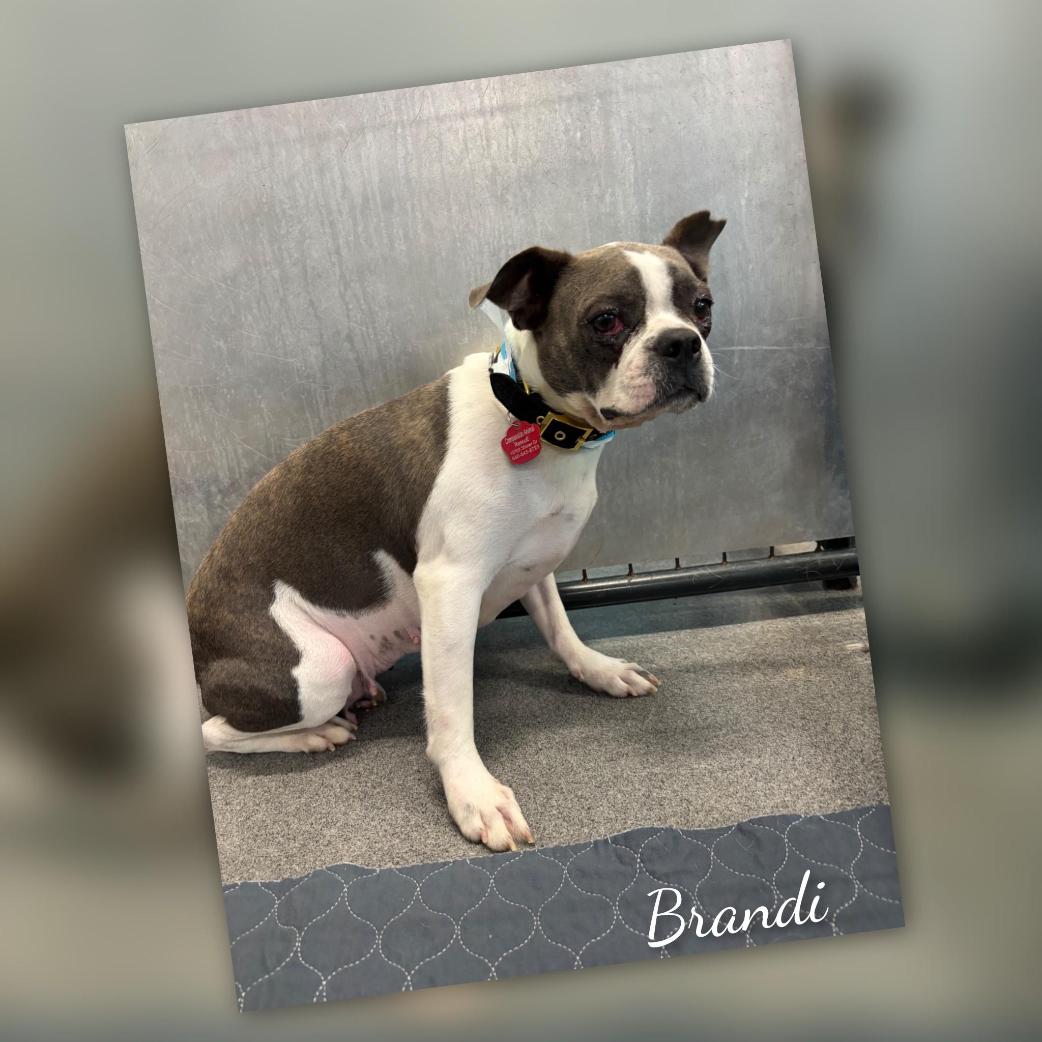Enlarge Brandi, an adopted Boston Terrier in Fredericksburg, VA image 3/5