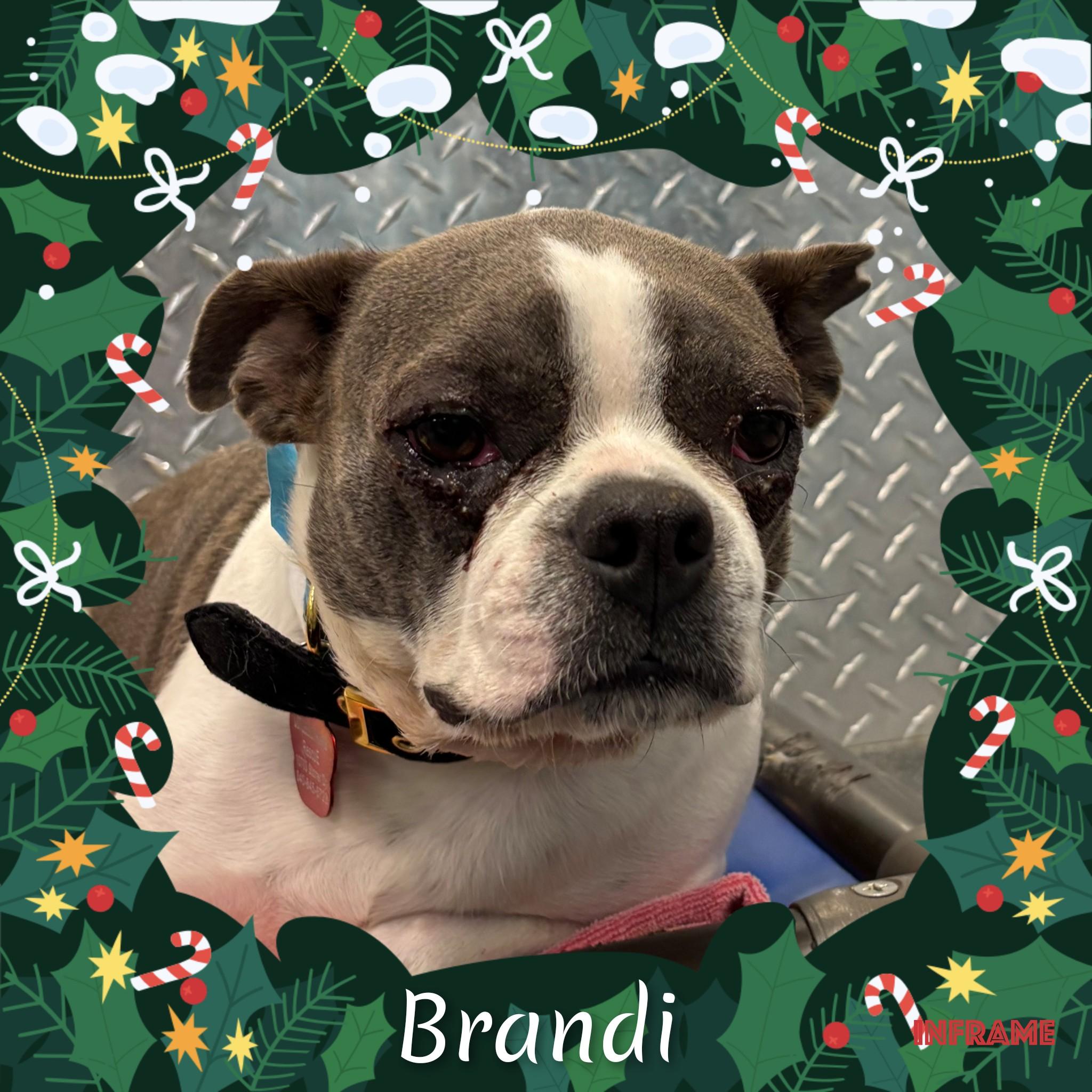 Enlarge Brandi, an adopted Boston Terrier in Fredericksburg, VA image 4/5