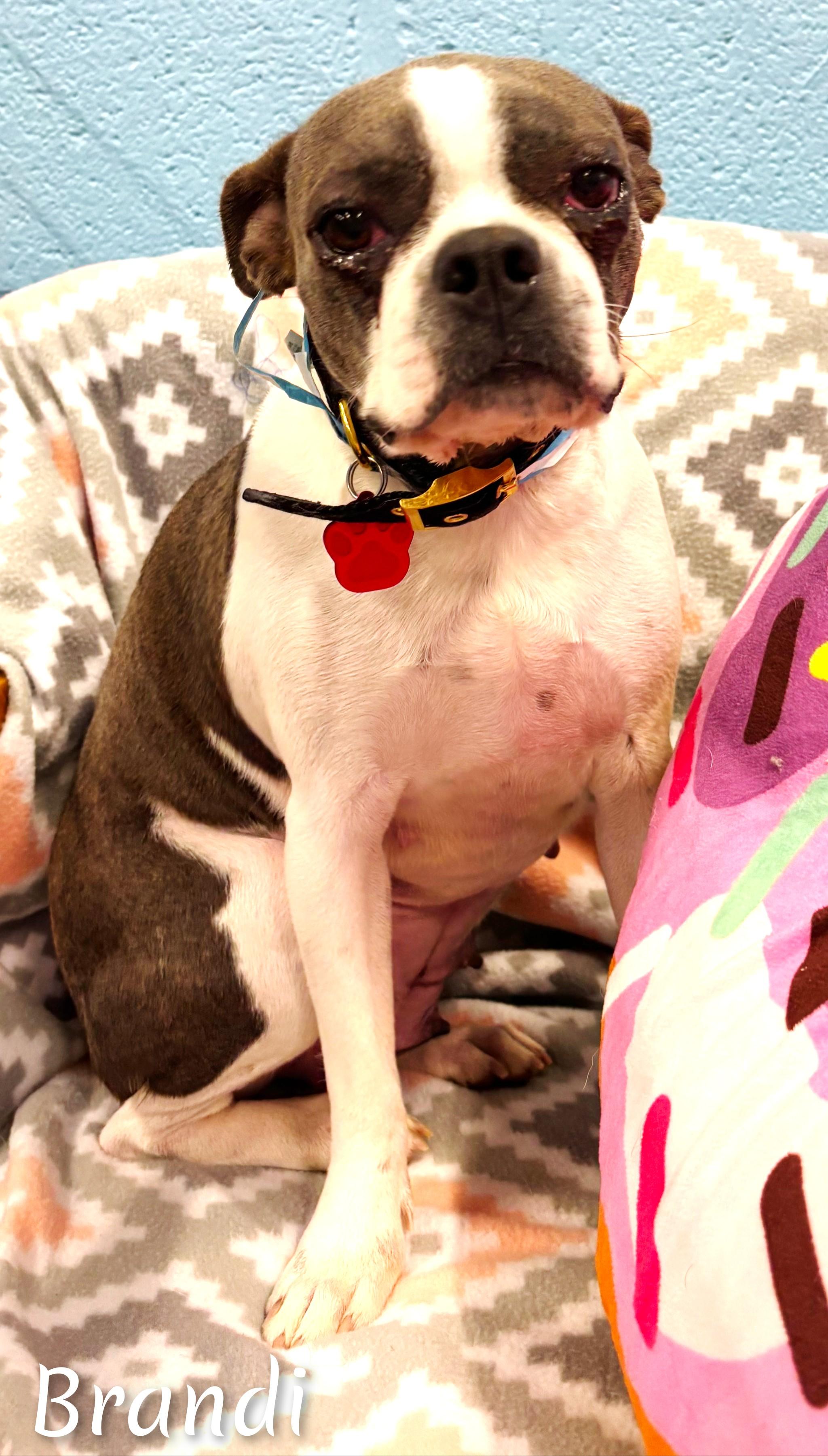 Enlarge Brandi, an adopted Boston Terrier in Fredericksburg, VA image 5/5