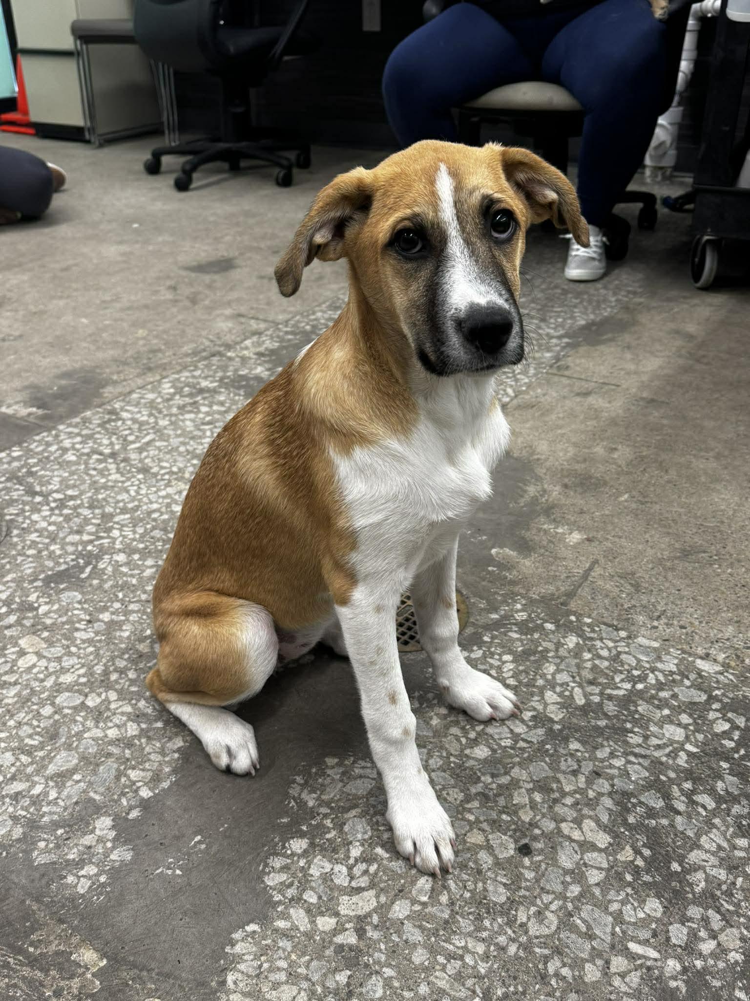 Turtle, Adopted, Young Female Anatolian Shepherd.