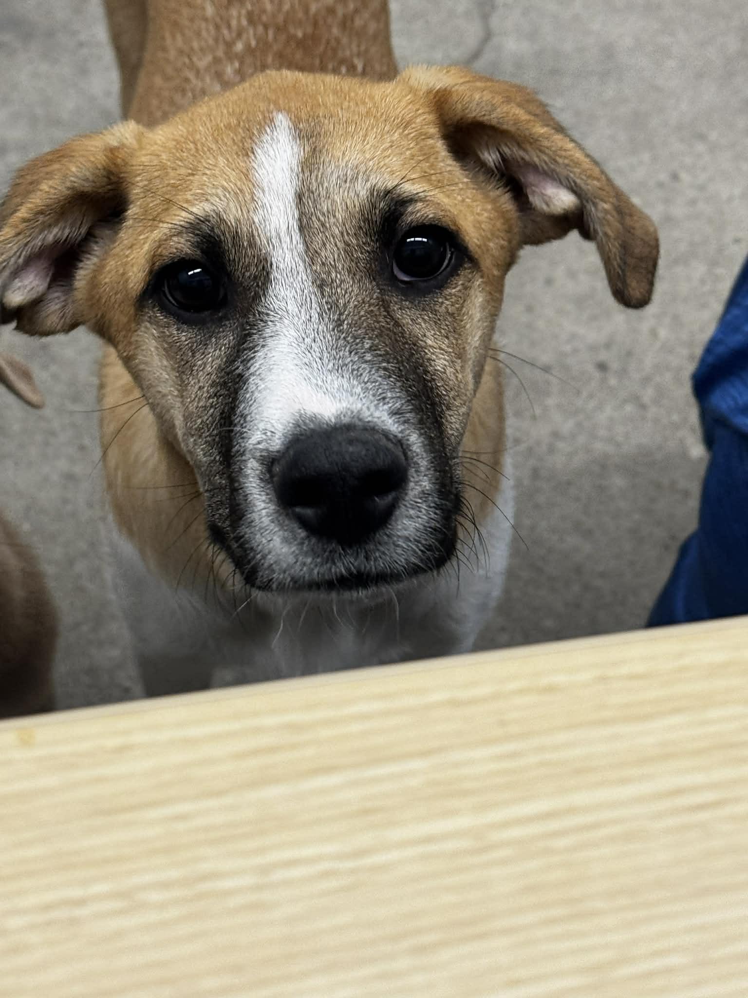 Enlarge Turtle, a Adopted Anatolian Shepherd in New Baltimore, MI image 2/3