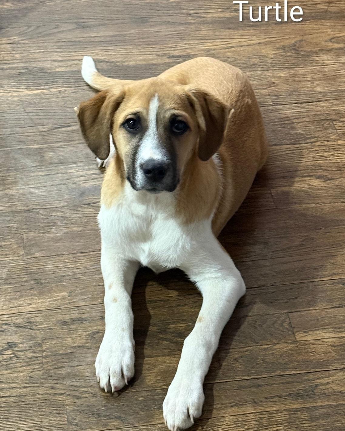 Enlarge Turtle, a Adopted Anatolian Shepherd in New Baltimore, MI image 3/3