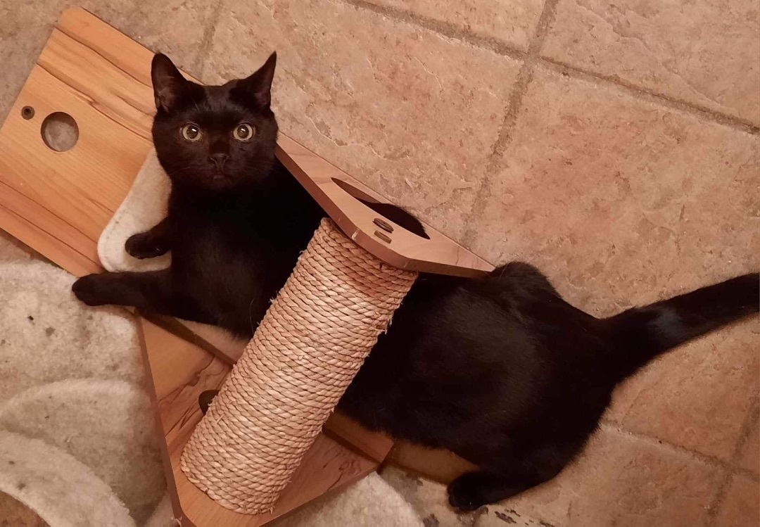 SALEM, a Adoptable Bombay in Palmdale, CA image 1/2