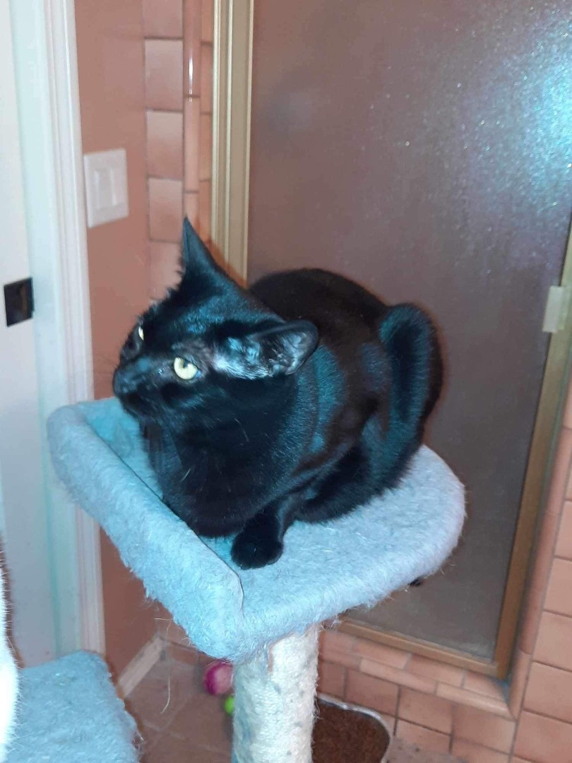 SALEM, a Adoptable Bombay in Palmdale, CA image 2/2