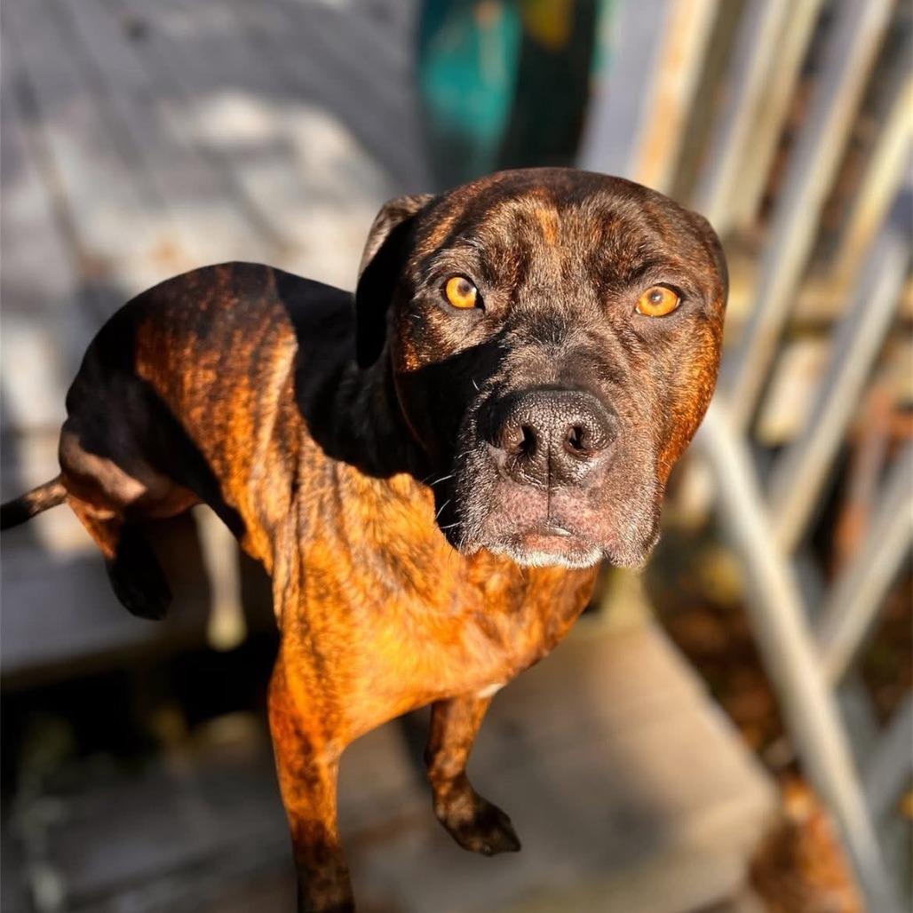 Jersey, Adoptable, Adult Male Mixed Breed.