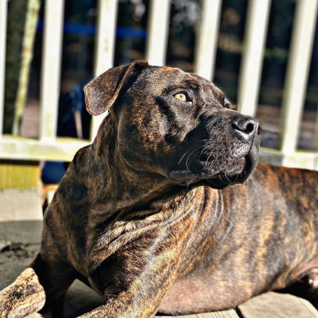 Enlarge Jersey, a Adoptable Mixed Breed in Jacksonville Beach, FL image 2/2