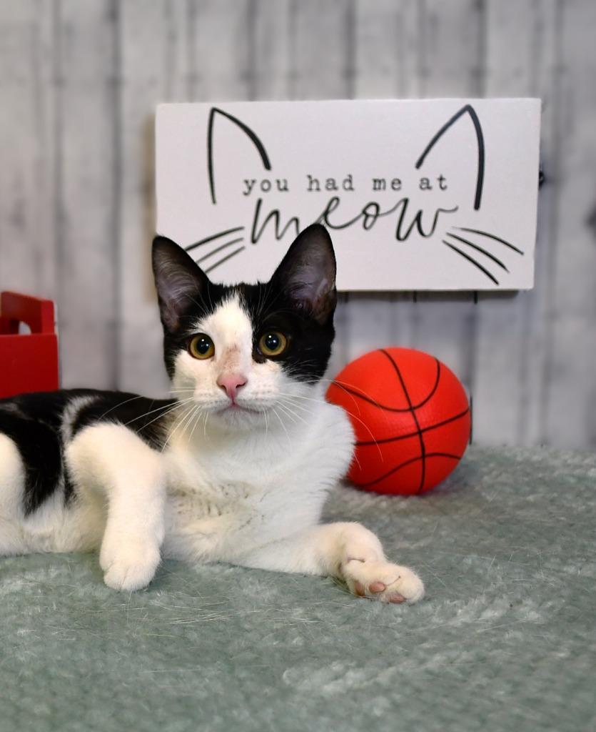 Enlarge Dennis, a Adoptable mixed breed in Roanoke, TX image 1/3