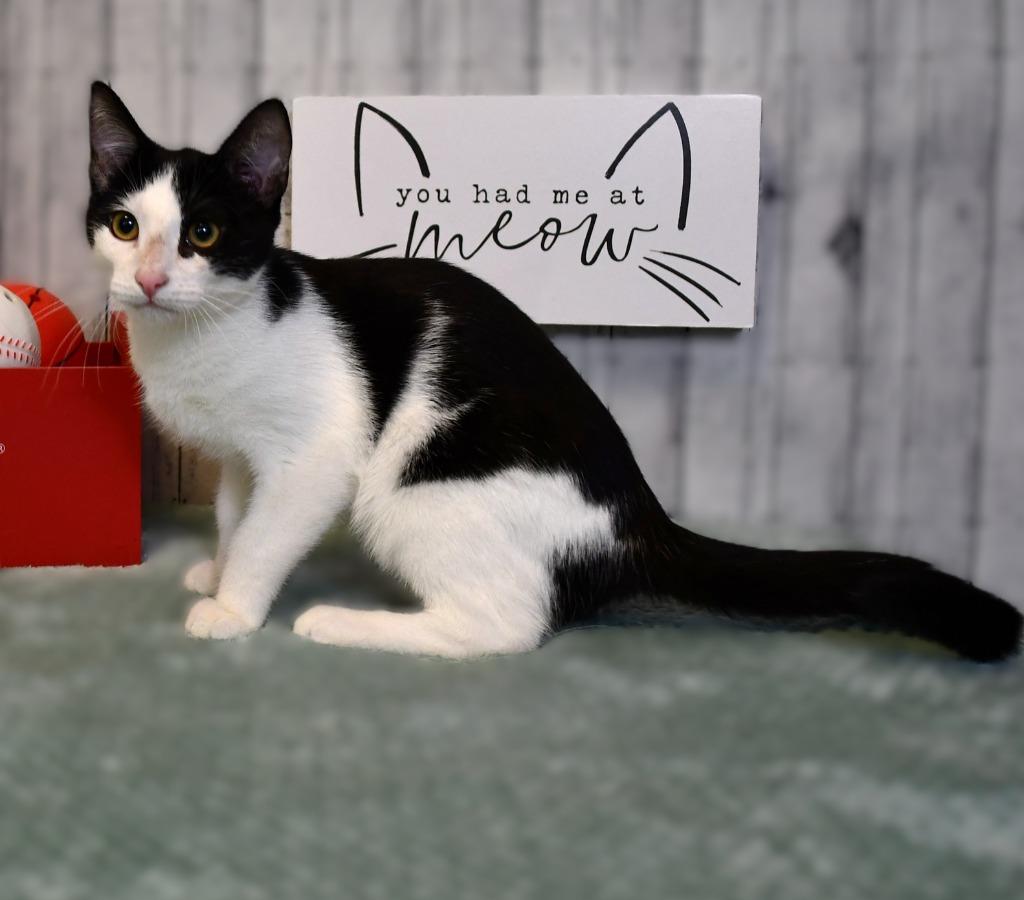 Enlarge Dennis, a Adoptable mixed breed in Roanoke, TX image 2/3