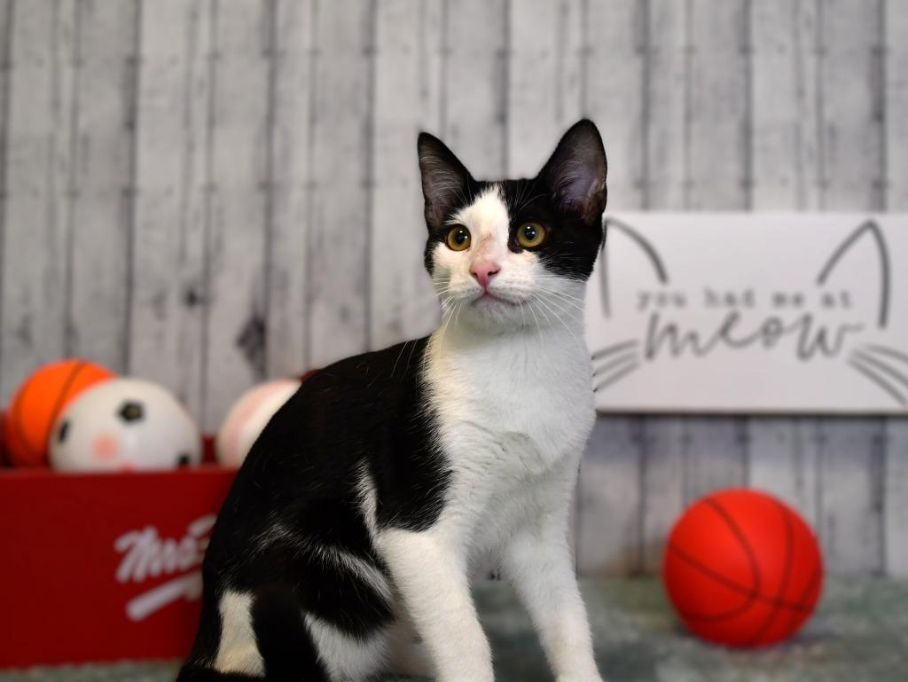 Enlarge Dennis, a Adoptable mixed breed in Roanoke, TX image 3/3