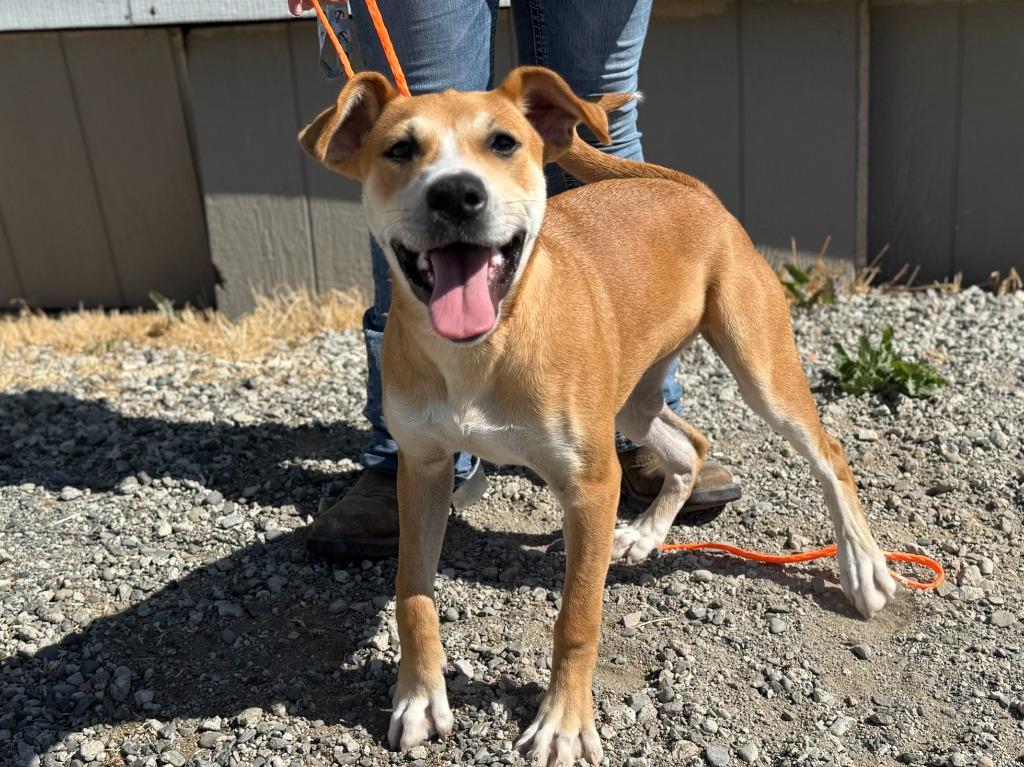 Enlarge Sweet Tea, a Adoptable mixed breed in Vacaville, CA image 1/1