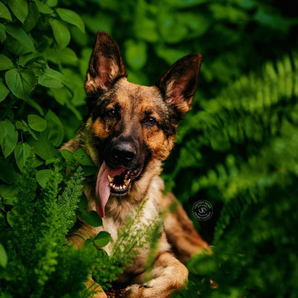 Enlarge Bella (PKA Butter), a Adoptable German Shepherd Dog in Tulsa, OK image 1/6