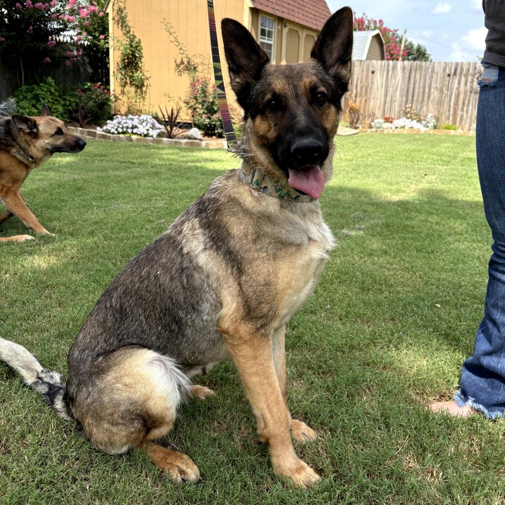 Enlarge Bella (PKA Butter), a Adoptable German Shepherd Dog in Tulsa, OK image 2/6