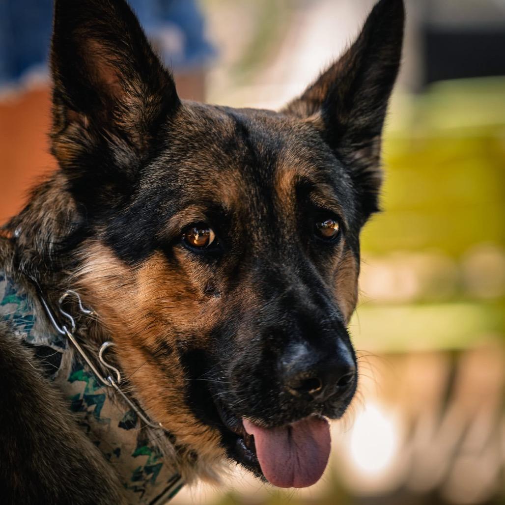 Enlarge Bella (PKA Butter), a Adoptable German Shepherd Dog in Tulsa, OK image 3/6