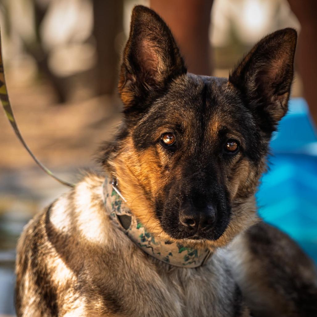 Enlarge Bella (PKA Butter), a Adoptable German Shepherd Dog in Tulsa, OK image 4/6