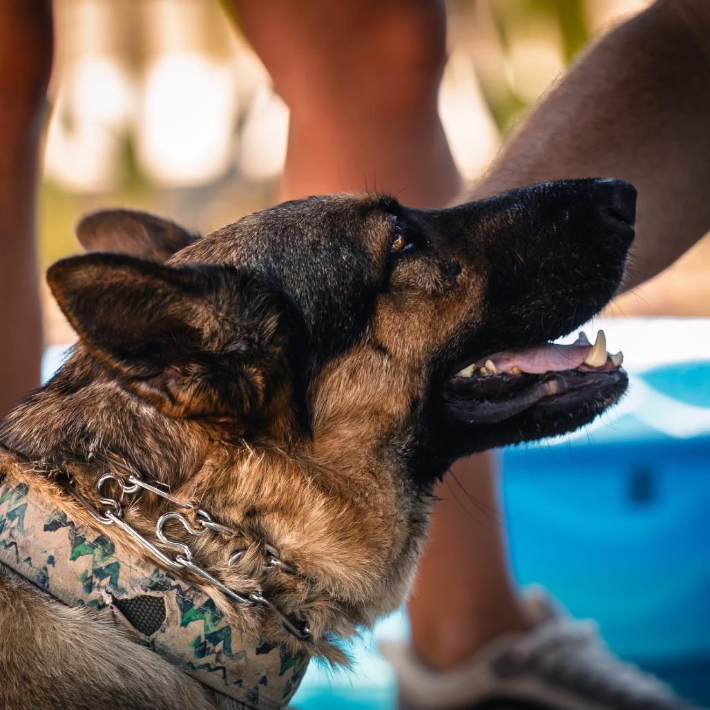 Enlarge Bella (PKA Butter), a Adoptable German Shepherd Dog in Tulsa, OK image 5/6